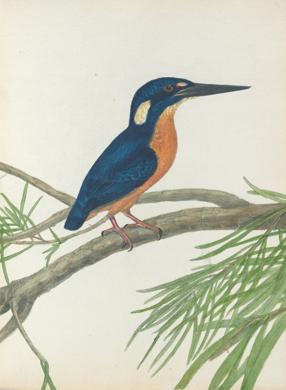 Martin Pescatore a Tre Dita. Lewin, John. Uccelli del Nuovo Galles del Sud con la loro Storia Naturale. Sydney - G. Ho... da John William Lewin