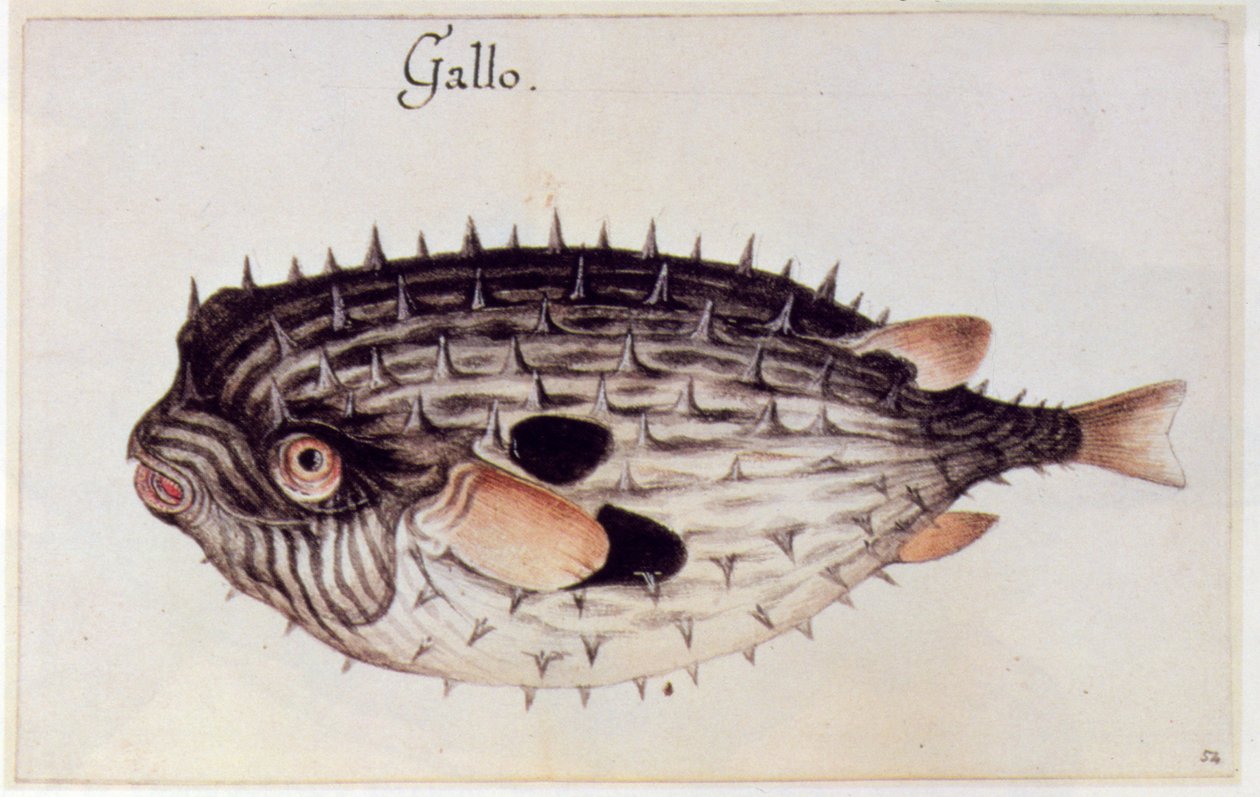 Un pesce palla da John White