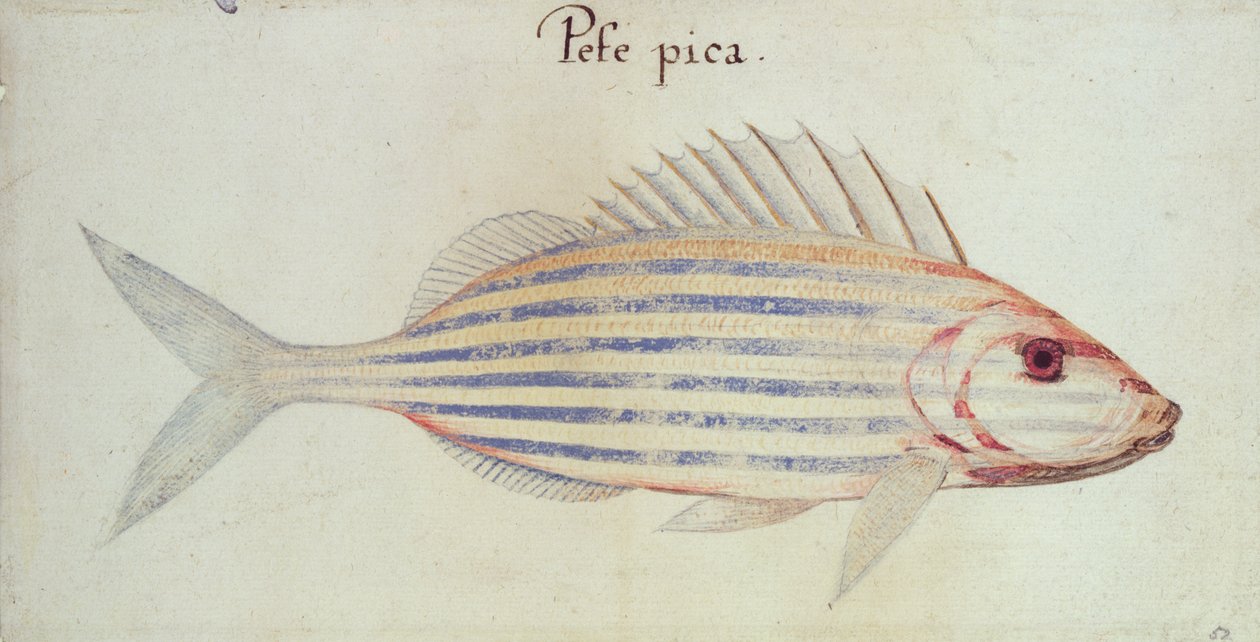Pesce grugnito a strisce blu da John White