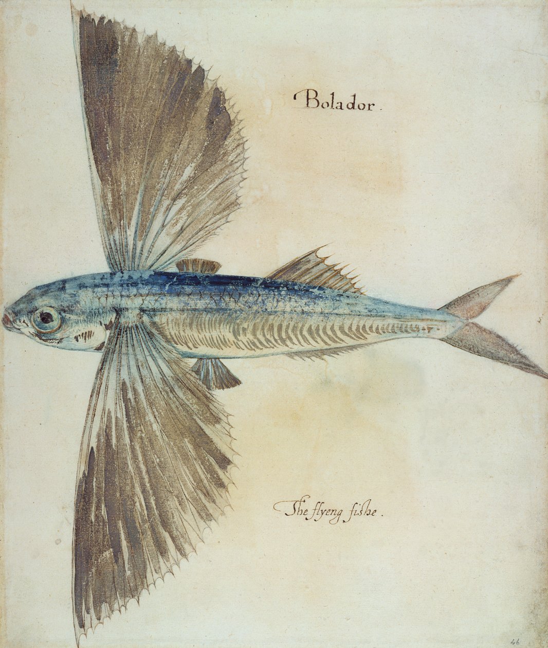 Pesce volante da John White