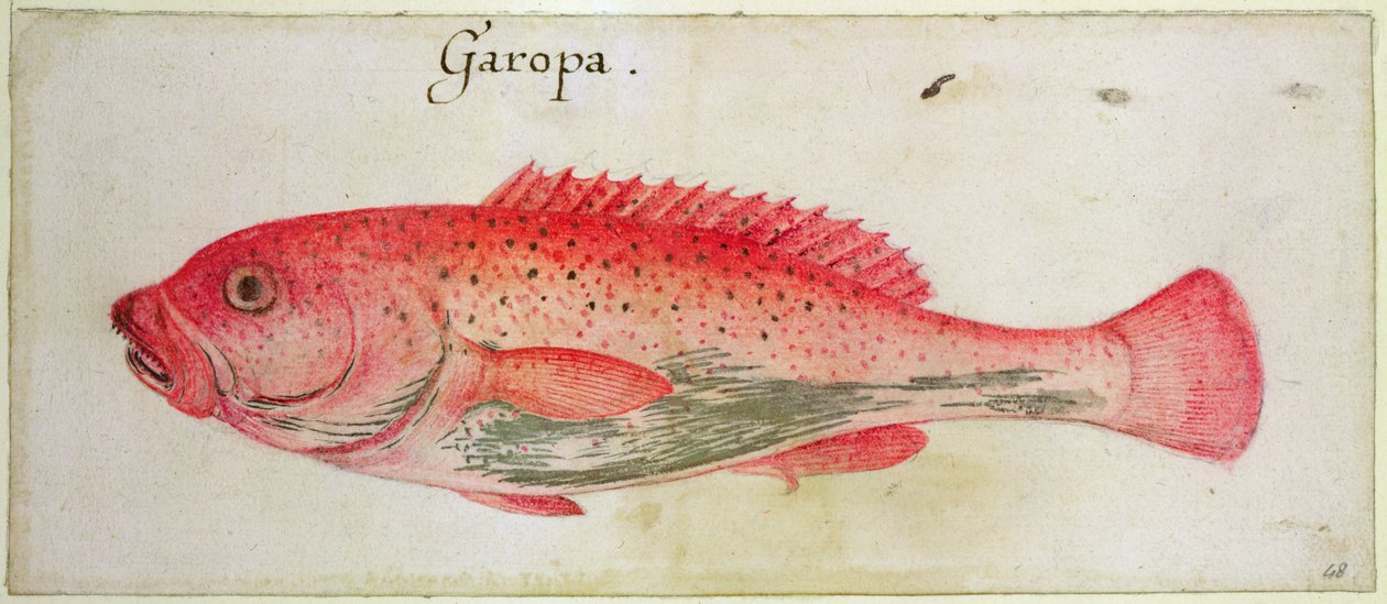 Garopa da John White