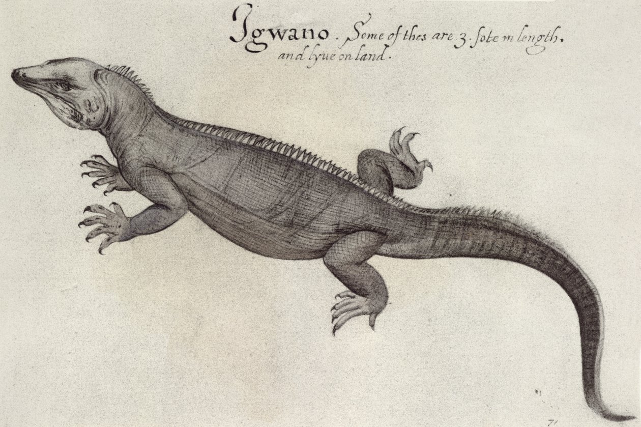 Iguana da John White