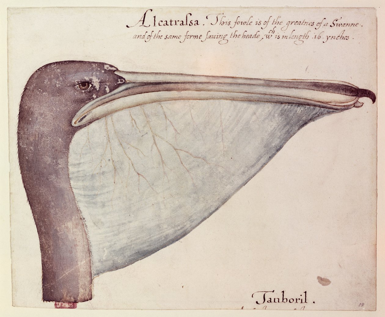 Pellicano, c.1590 da John White