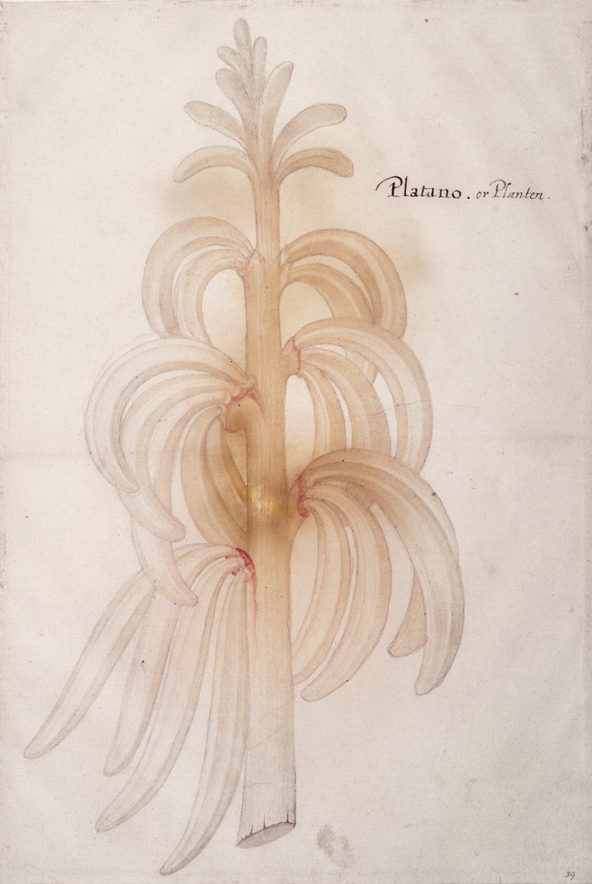 Pianta di banano, c.1590 da John White