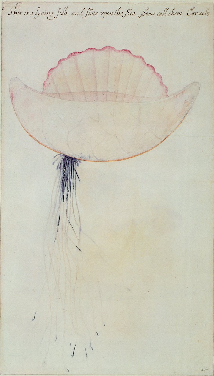 Caravella portoghese (litografia) da John White