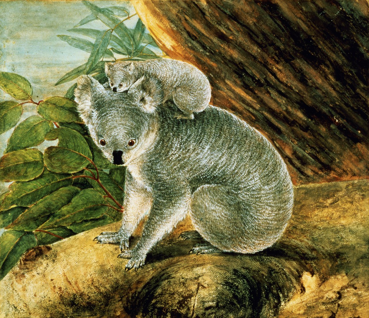 Koala e cucciolo, 1803 da John William Lewin