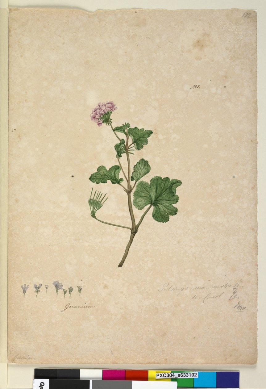 Pagina 102. Pelargonium australe da John William Lewin