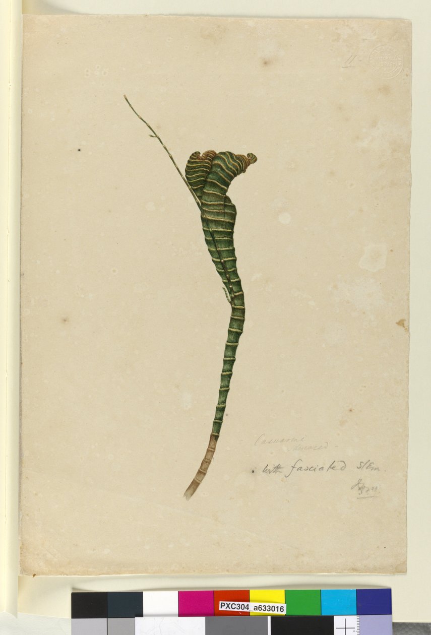 Pagina 11. Casuarina, c.1803-06 da John William Lewin