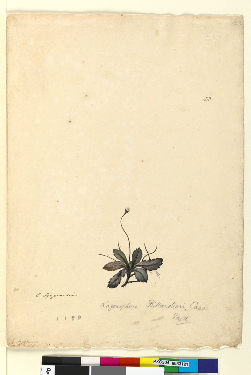 Pagina 123. Lagenophora billardieri Lagenophora gracilis da John William Lewin