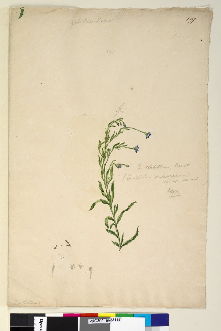 Pagina 197. Epilobium glabellum da John William Lewin