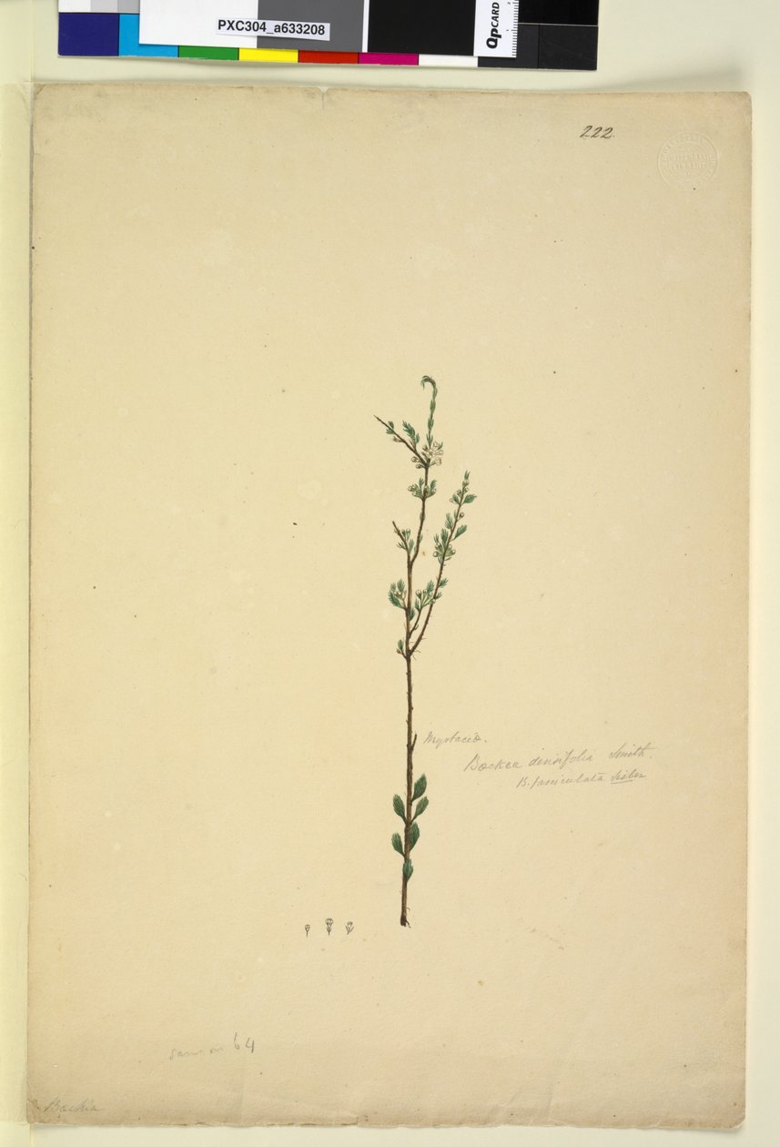 Pagina 222. Baeckea densifolia da John William Lewin
