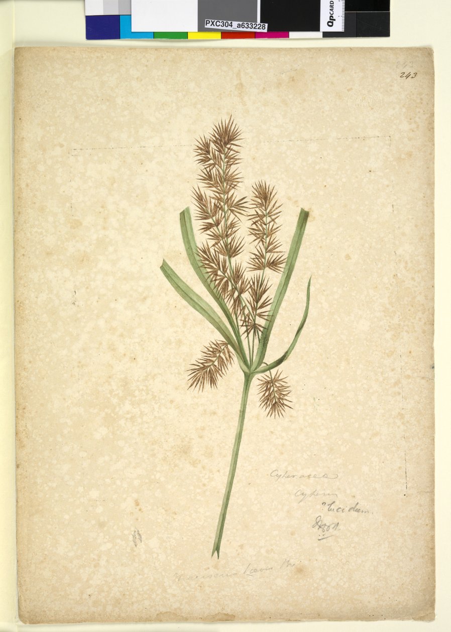 Pagina 243. Mariscus da John William Lewin