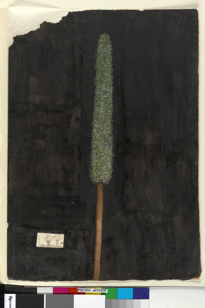 Pagina 56. Xanthorrhoea da John William Lewin