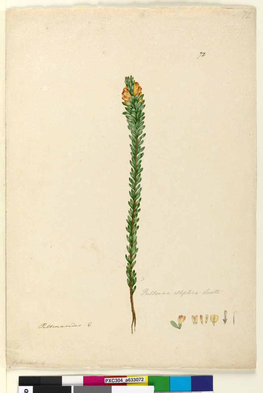 Pagina 72. Pultenaea elliptica da John William Lewin