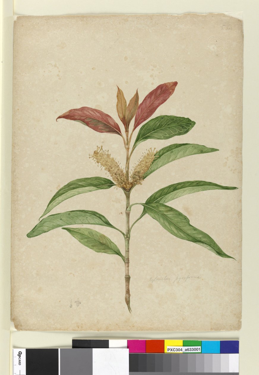 Xylomelum pyriforme, c.1803-06 da John William Lewin