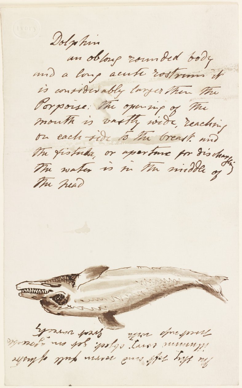 Delfino da John Wilson Carmichael