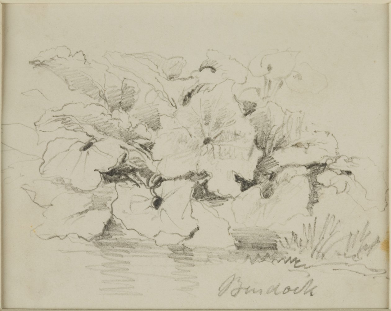Studio della natura - Bardana da John Wilson Carmichael