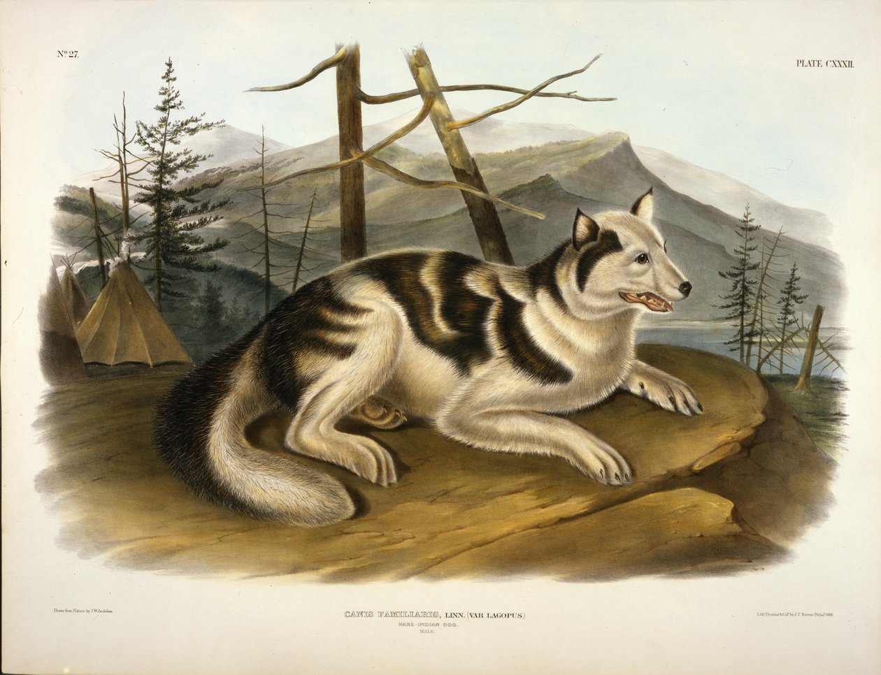 Cane degli Indiani Hare da John Woodhouse Audubon