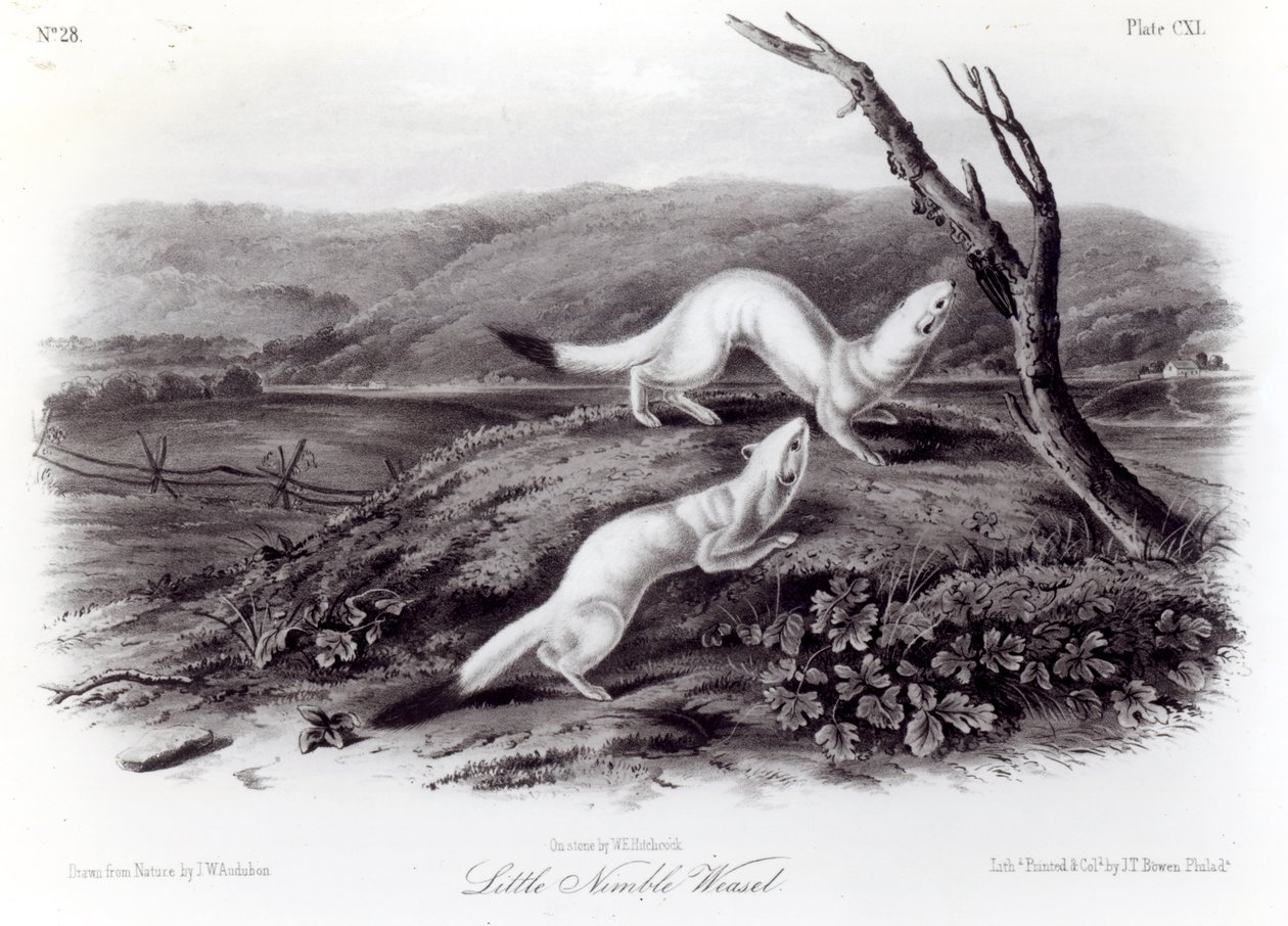Piccola donnola agile da John Woodhouse Audubon