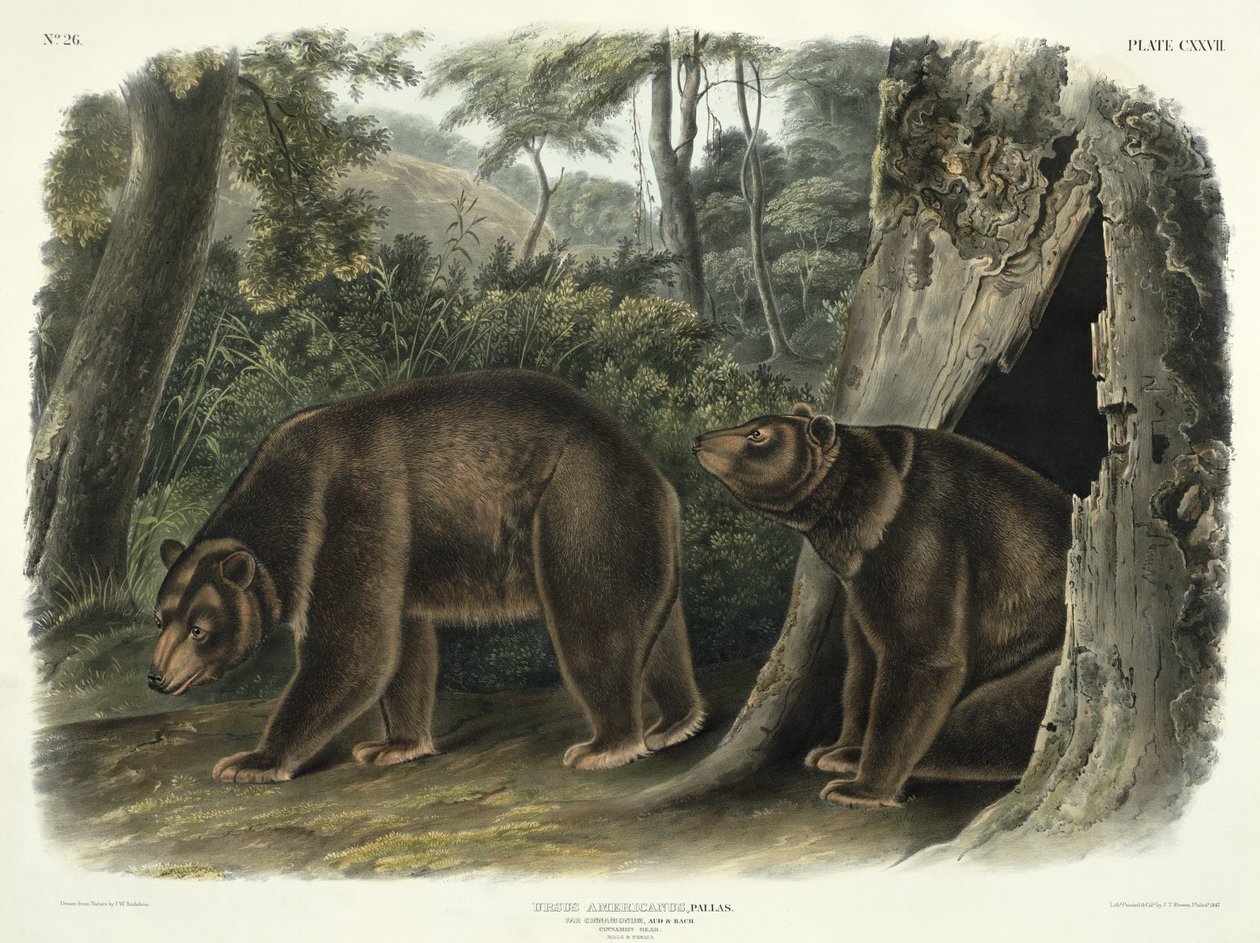 Ursus Americanus, var. Cinnamonum (Orso Cannella), tavola 127 da 
