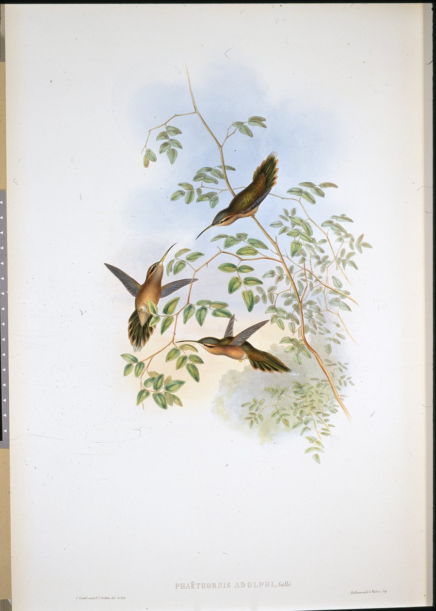 Eremita di Adolph (Phaethornis Adolphi) da John (after) Gould