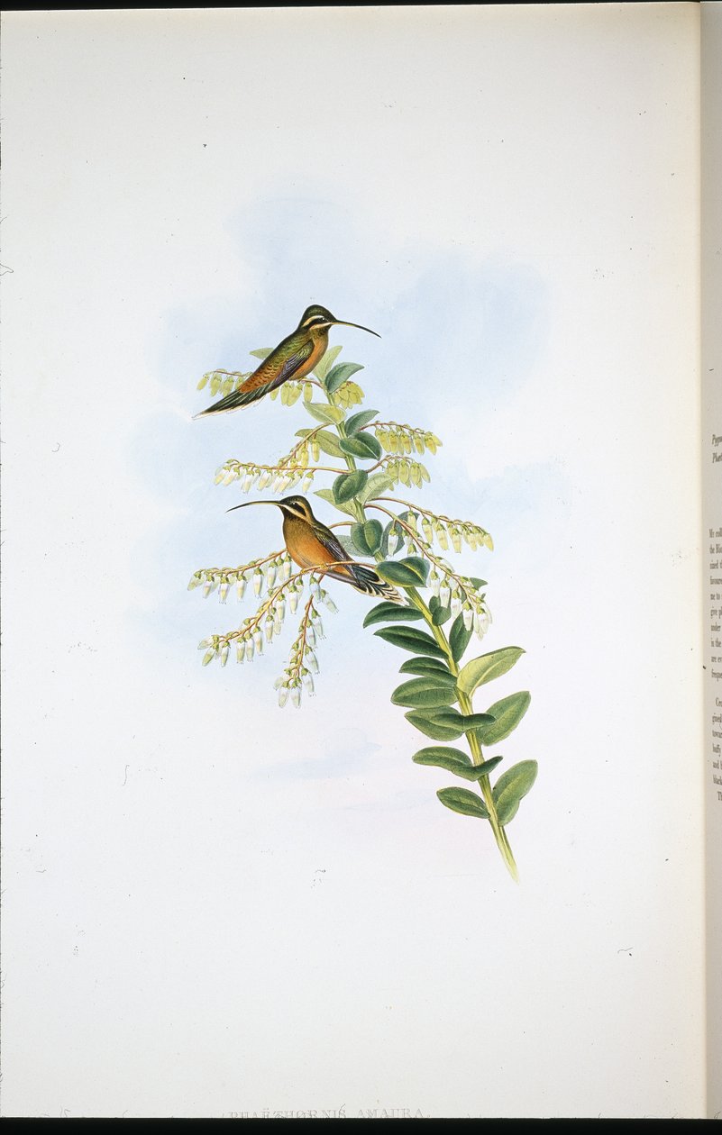 Eremita di Amaura (Phaethornis Amaura) da John (after) Gould