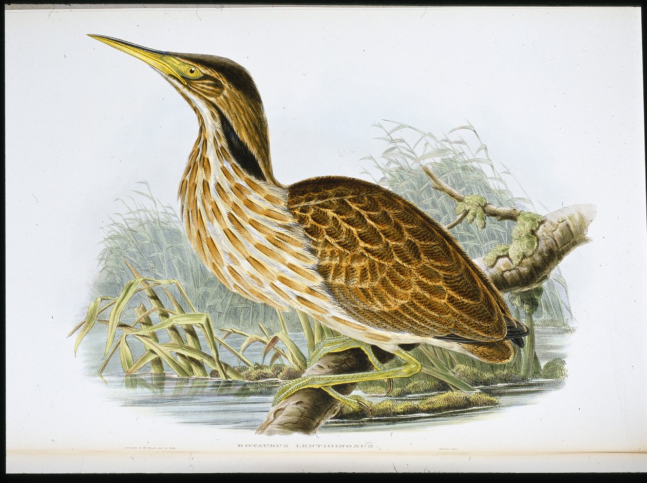 Tarabuso americano (Botaurus Lentiginosus) da John (after) Gould