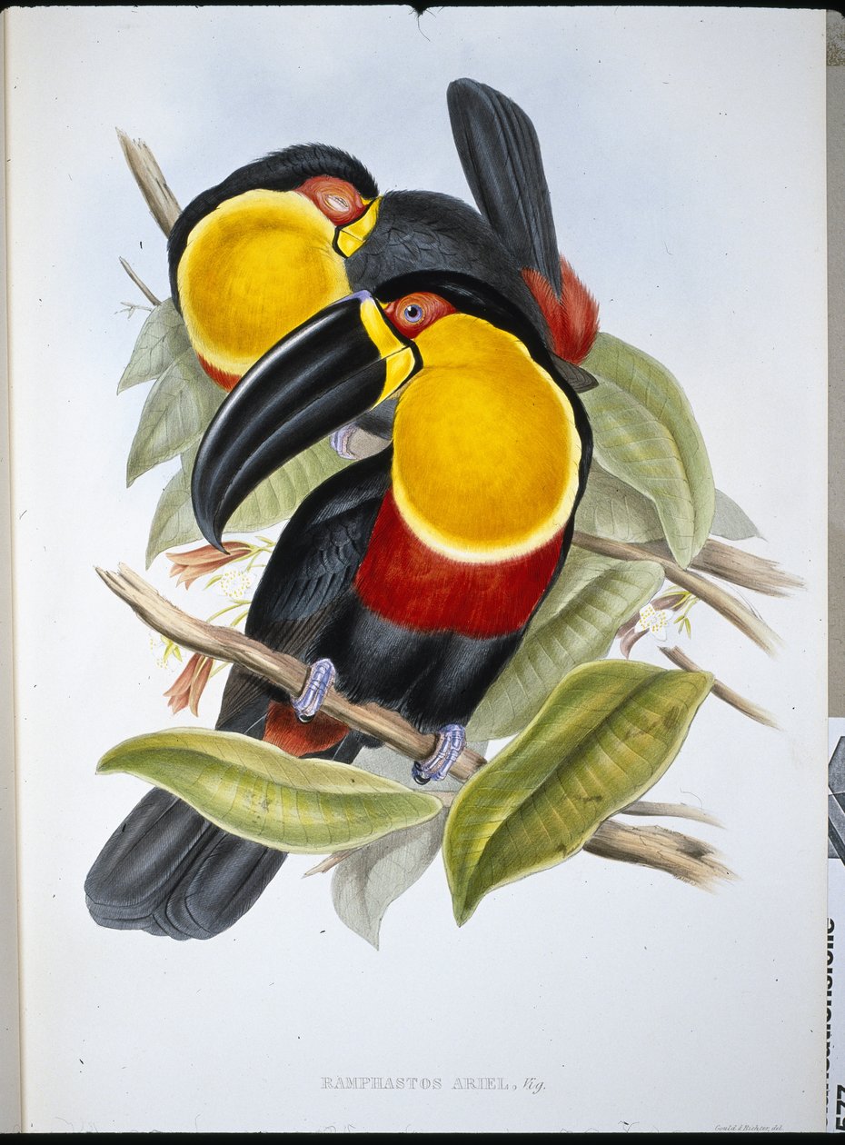 Tucano Ariel da John (after) Gould