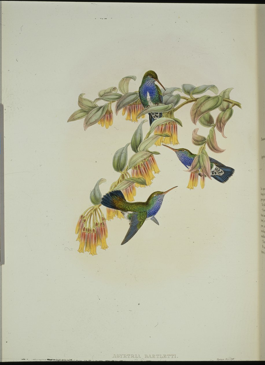 Colibrì smeraldo di Bartlett (Agyrtria Bartletti) da John (after) Gould