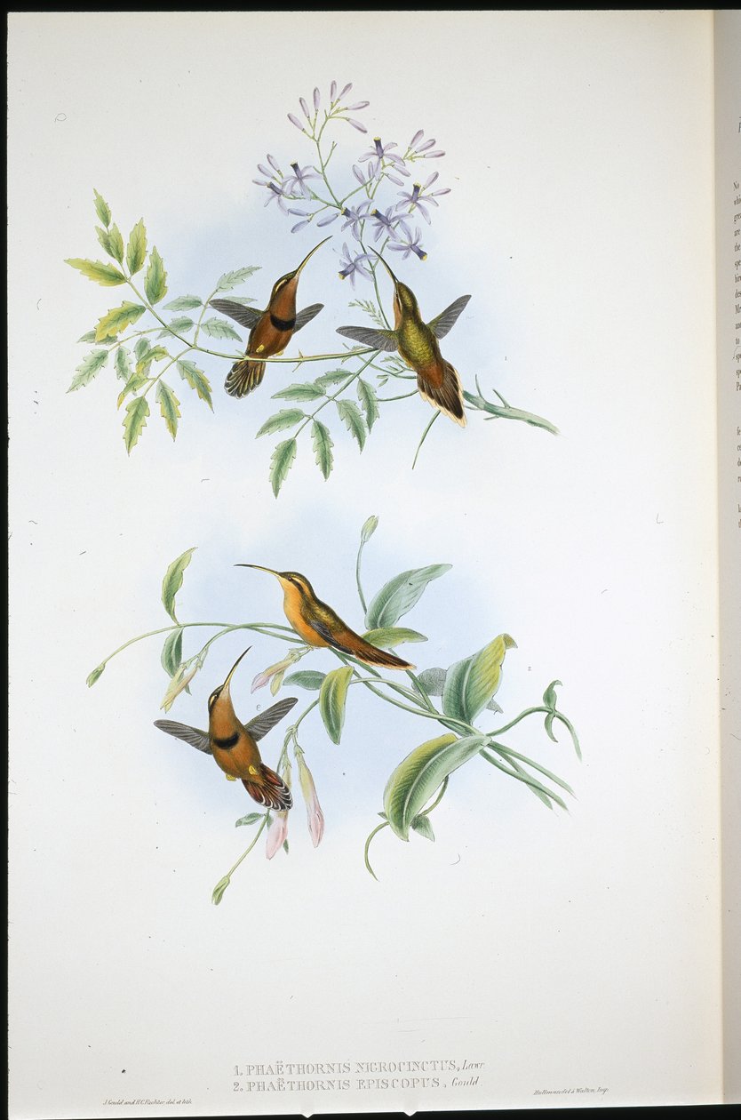 Eremita con cintura (Phaethornis Nigrocinctus) e Eremita vescovo (Phaethornis Episcopus) da John (after) Gould