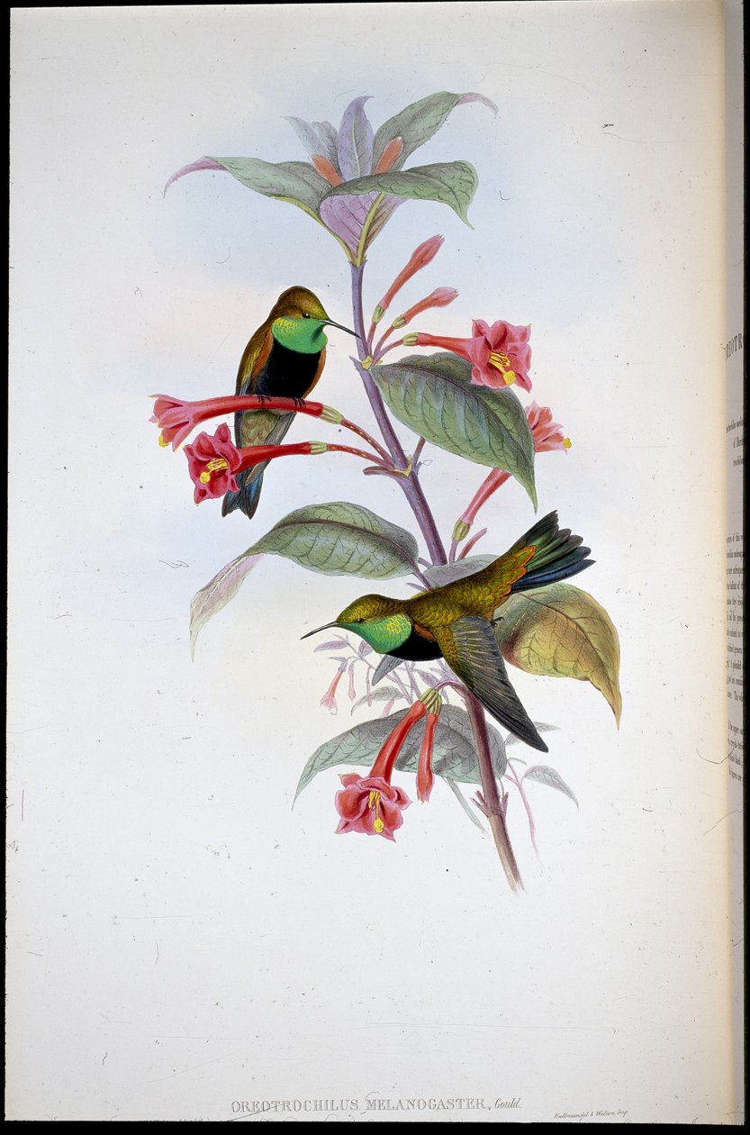 Stella di collina dal petto nero (Oreotrochilus melanogaster) da John (after) Gould