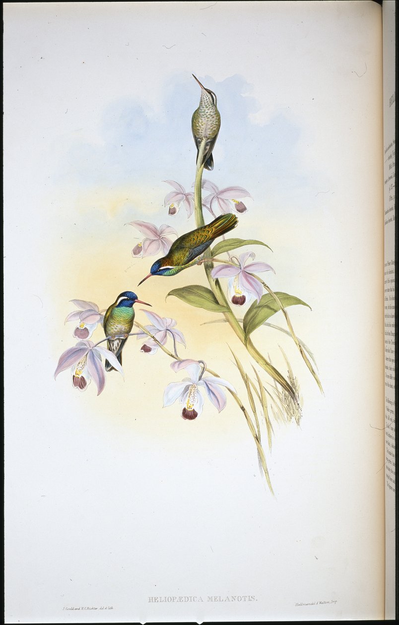 Colibrì dalle orecchie nere (Heliopaedica Melanotis) da John (after) Gould