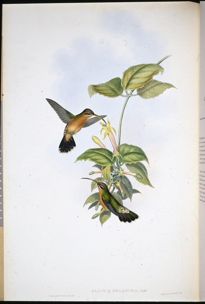 Eremita dalla coda nera (Glaucis Melanura) da John (after) Gould