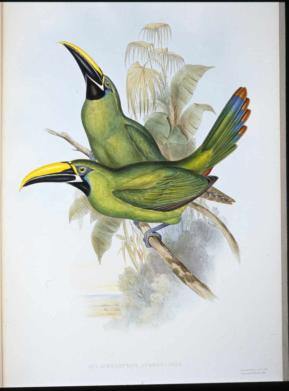 Tucano dal becco scanalato dalla gola nera (Aulacoramphus atrogularis) da John (after) Gould