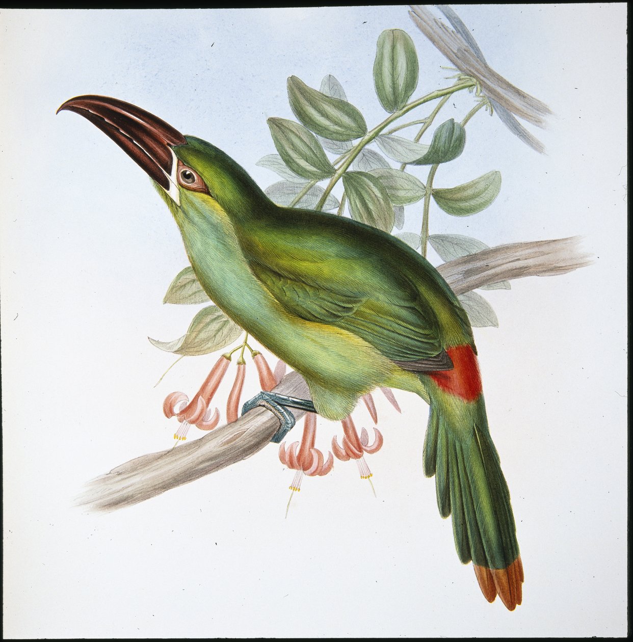 Tucano dal becco scanalato e groppa rossa (Aulacoramphus Haematopygius) da John (after) Gould