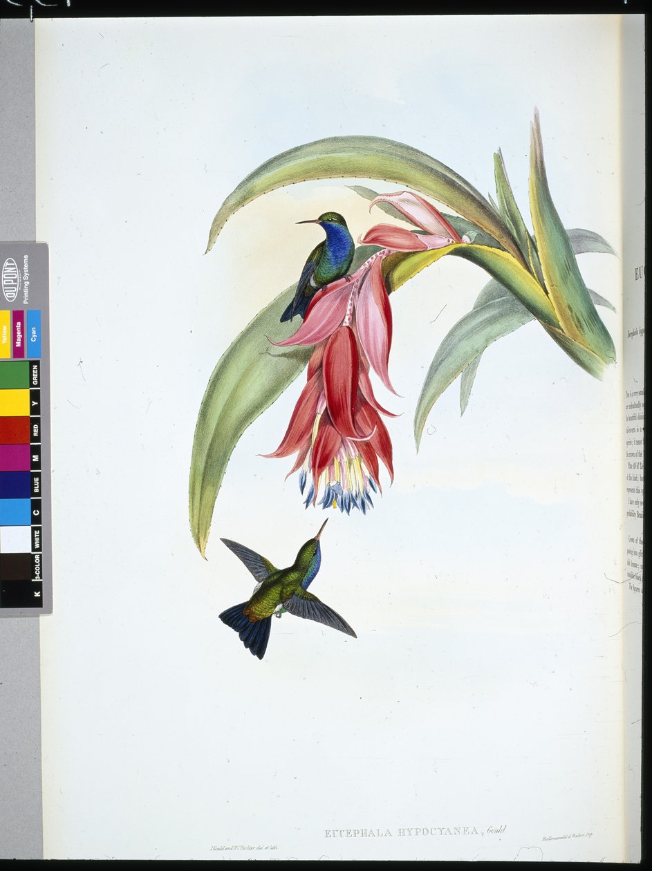 Zaffiro dal petto blu (Eucephala hypocyanea) da John (after) Gould