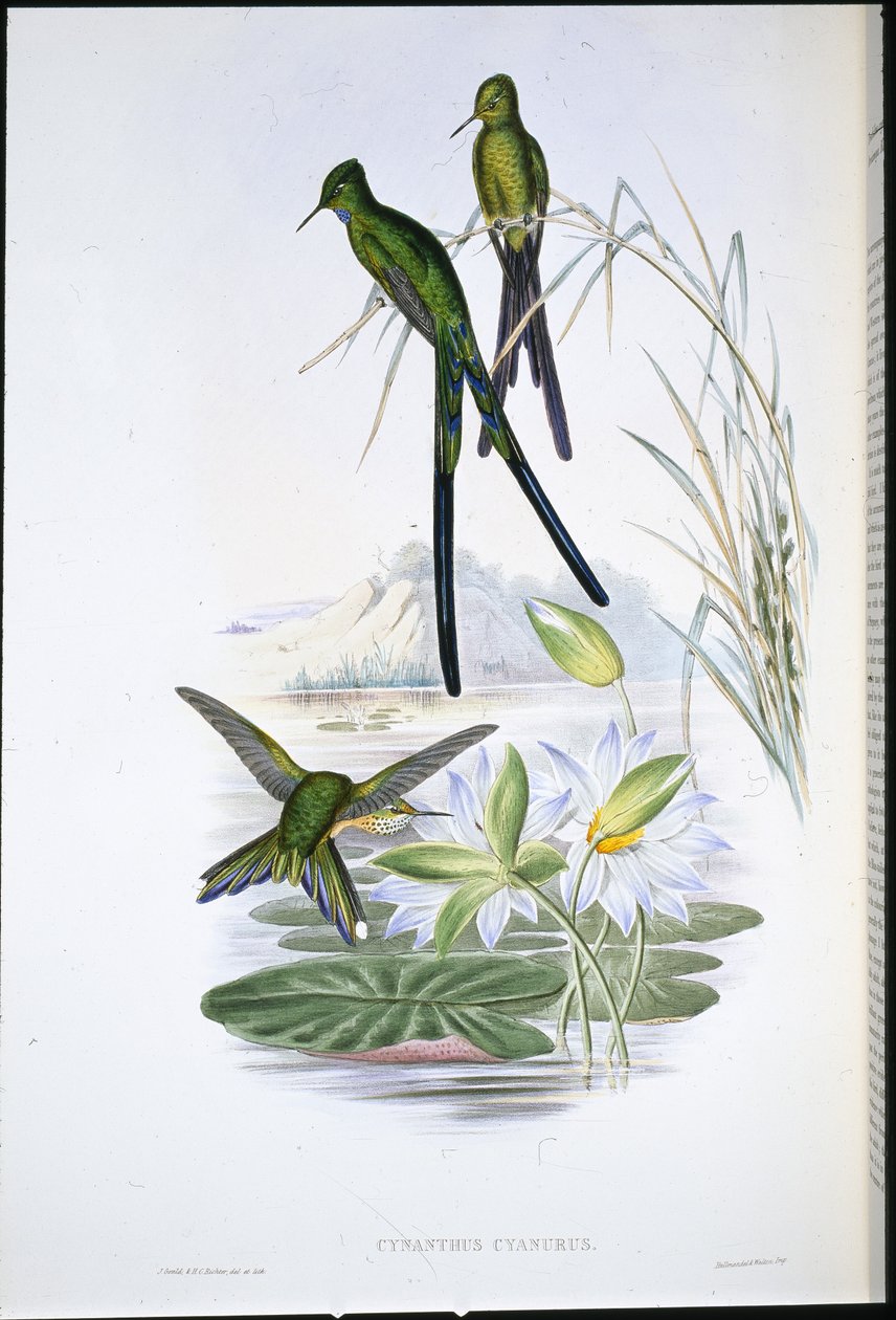 Silfo dalla coda blu (Cynanthus Cyanurus) da John (after) Gould