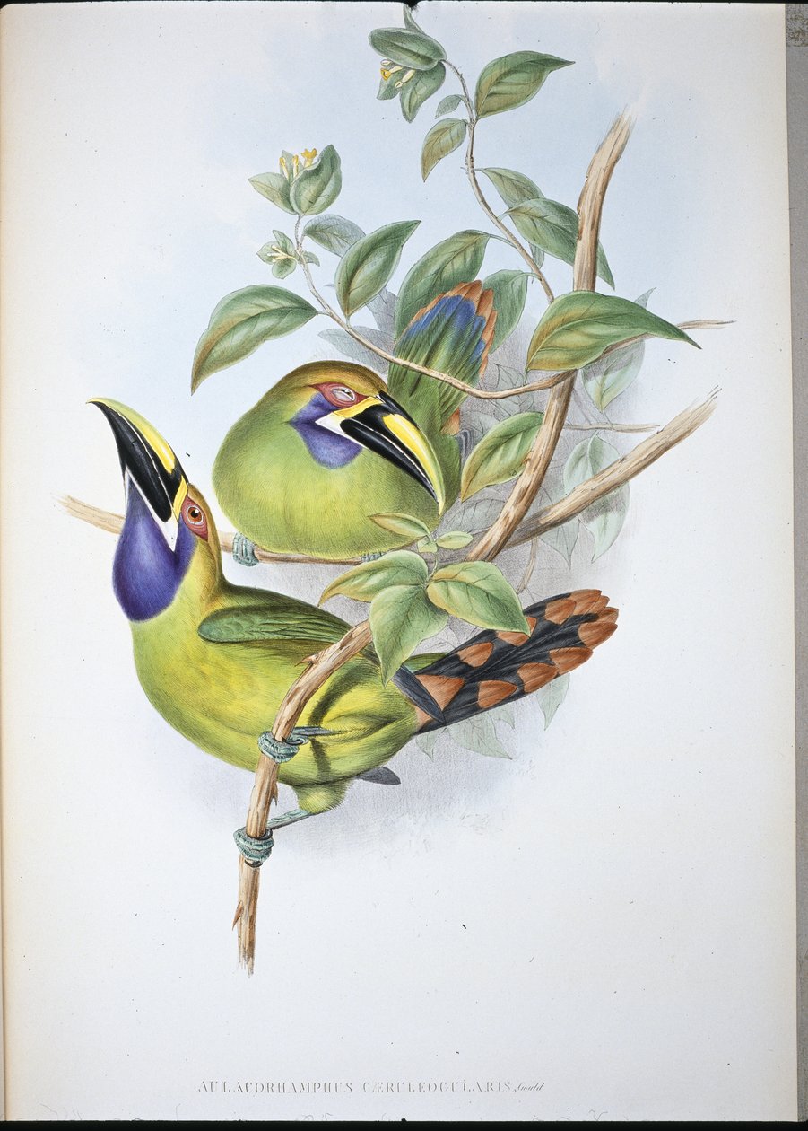 Tucano dal becco scanalato dalla gola blu (Aulacoramphus caeruleogularis) da John (after) Gould