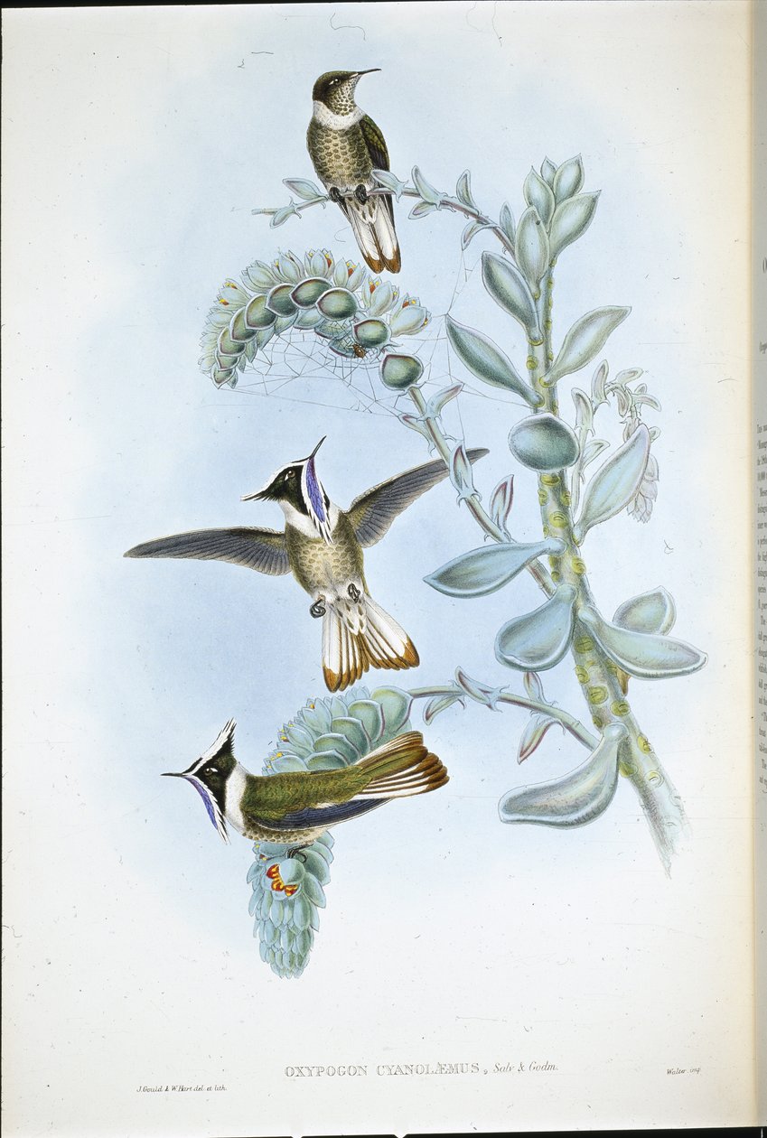 Cresta di Hlemte dalla gola blu (Oxypogon Cyanolaemus) da John (after) Gould