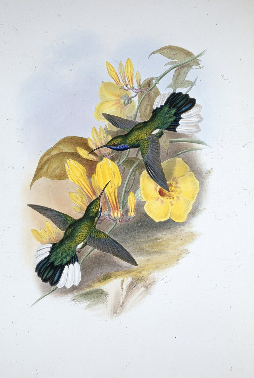 Ala a sciabola dalla gola blu (Campylopterus ensipennis) da John (after) Gould