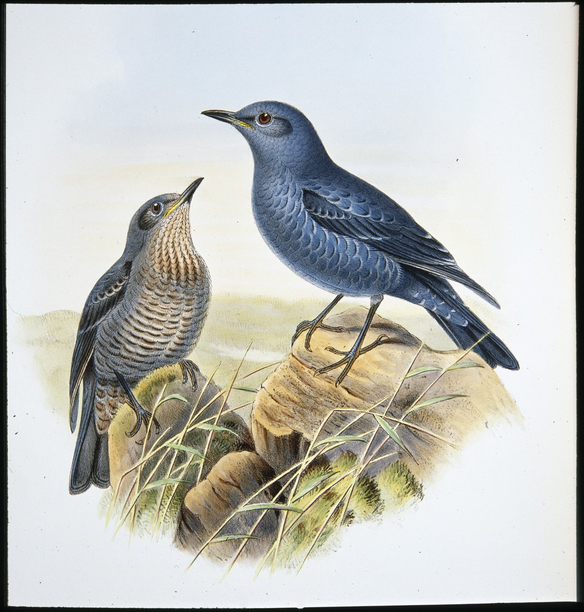 Passero solitario da John (after) Gould
