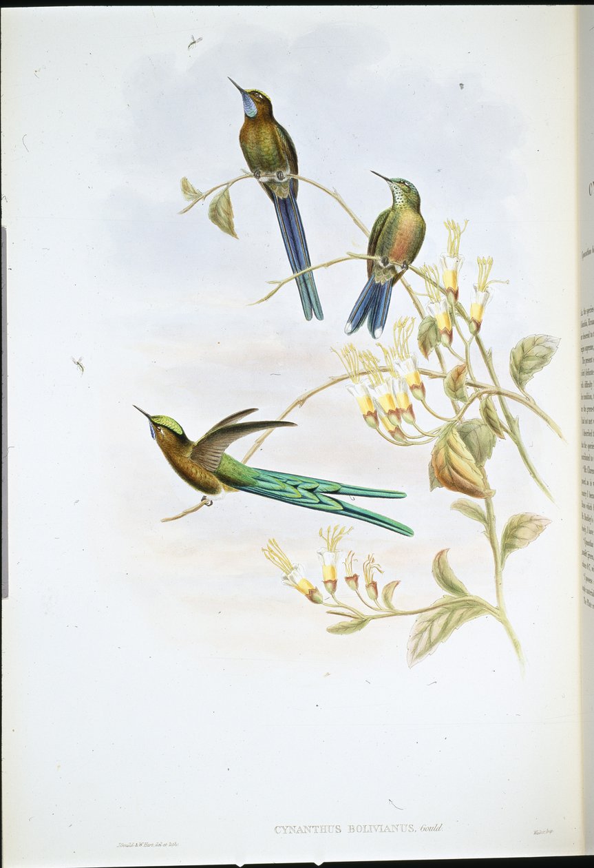 Silfo boliviano da John (after) Gould