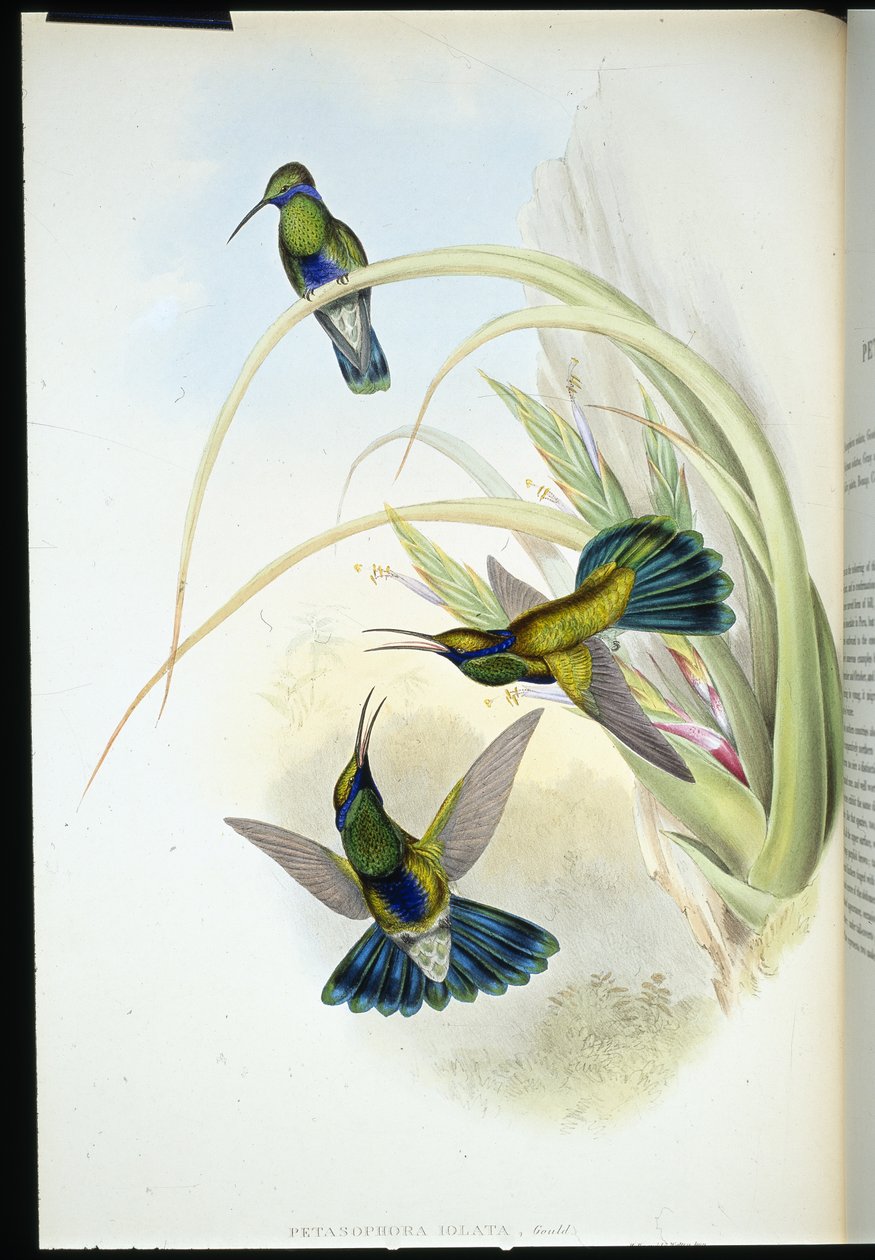 Orecchio viola boliviano (Petasophora Iolata) da John (after) Gould