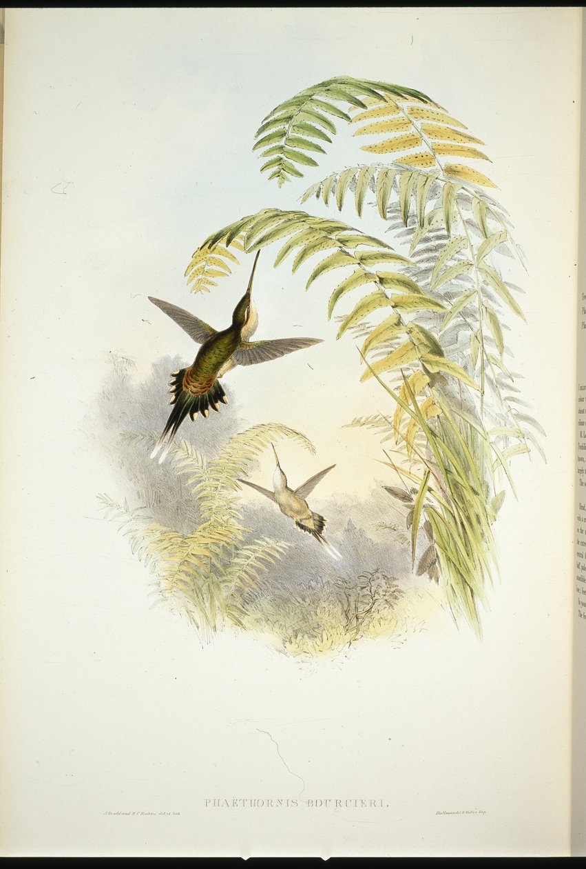 Eremita di Bourcier (Phaethornis bourcieri) da John (after) Gould