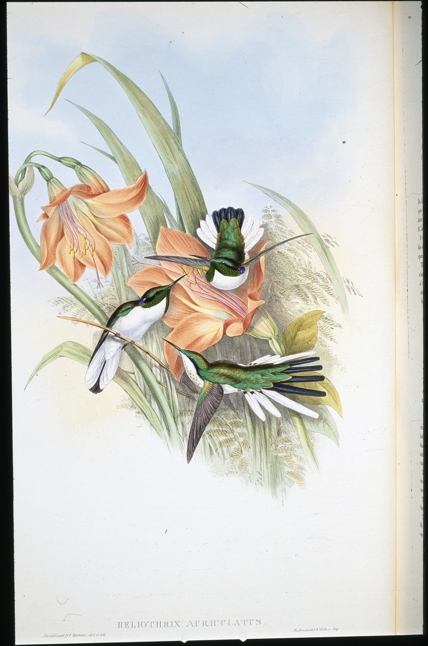 Fata brasiliana (Heliothrix Auriculatus) da John (after) Gould