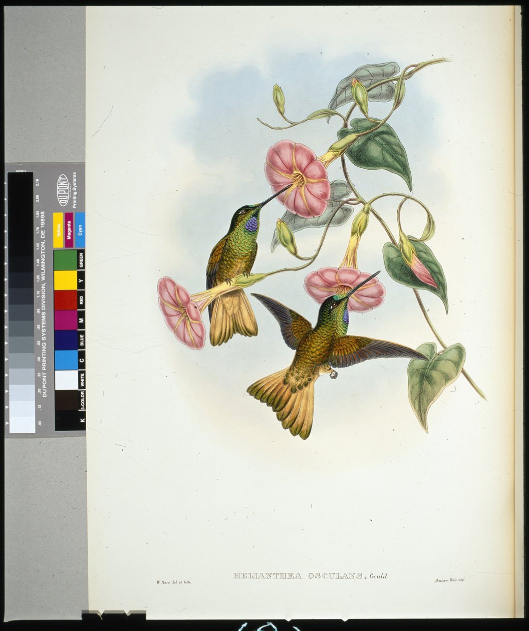 Frontino stellato (helianthea osculans) da John (after) Gould