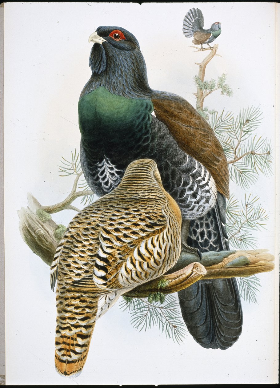 Gallo cedrone (Tetrao Urogallus) da John (after) Gould