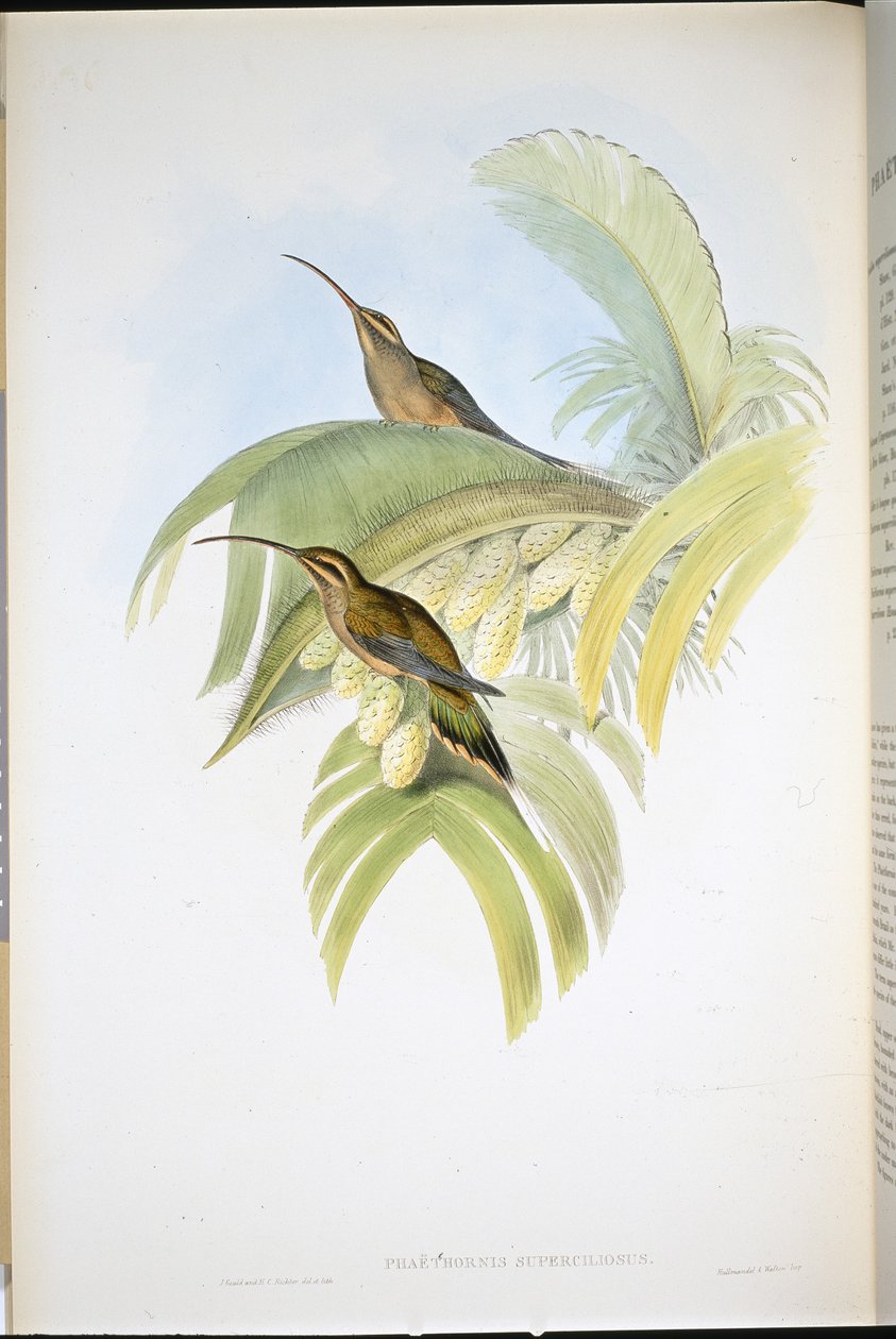Eremita di Cayenne (Phaethornis Superciliosus) da John (after) Gould