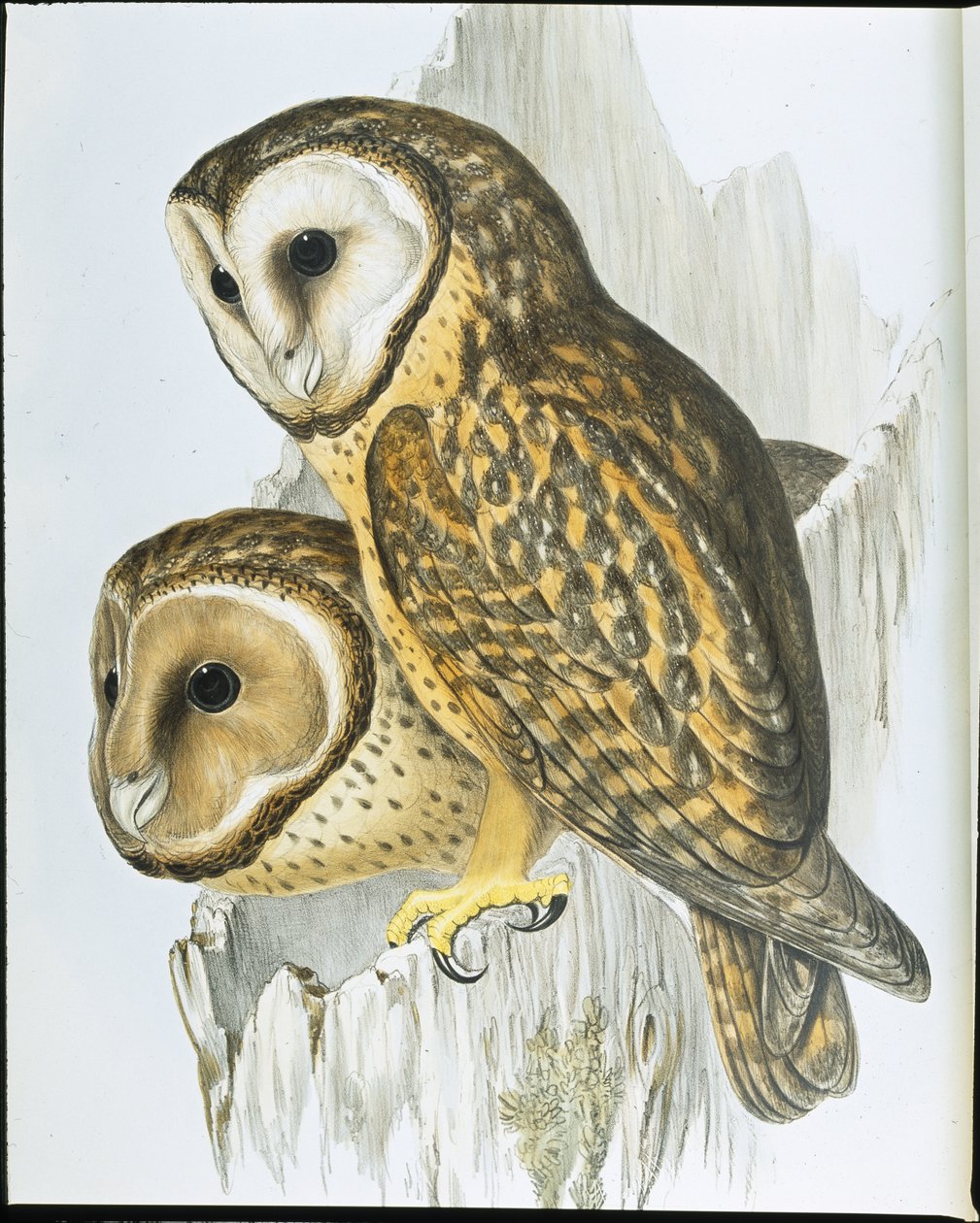 Gufo dal volto castano (Strix Castanops) da John (after) Gould