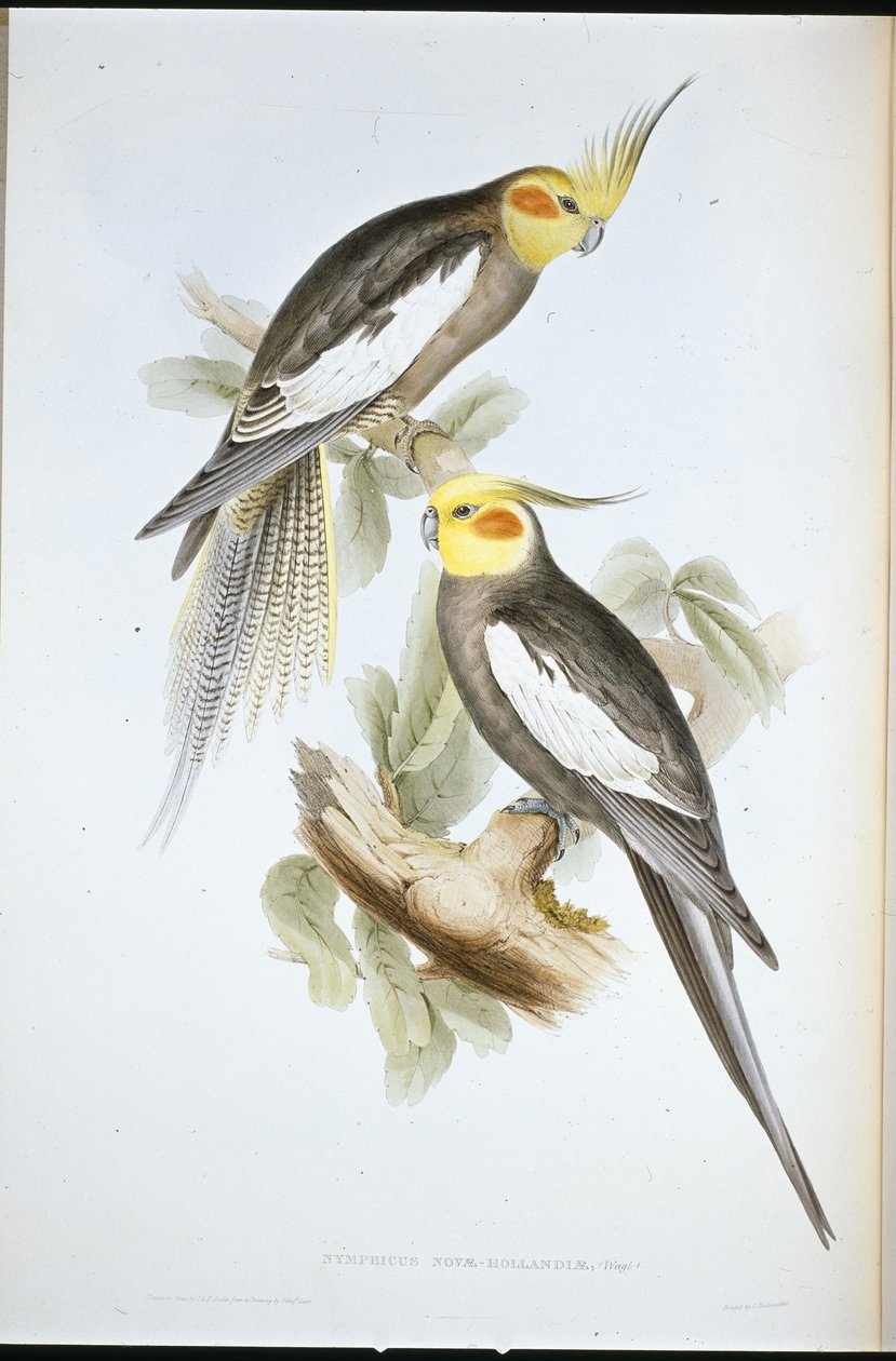 Pappagallo cacatua (Nymphicus novae-hollandiae) da John (after) Gould